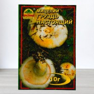 Міцелій гриба Груздь Справжній, 10г